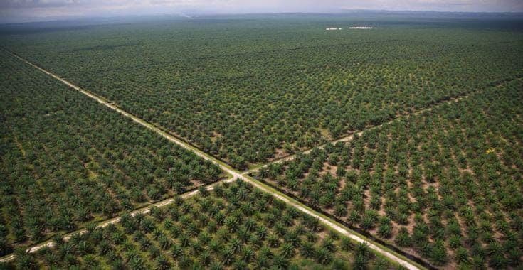 Jambi Tak Perlu Buka Lahan Baru, Produktivitas Sawit Harus Digenjot