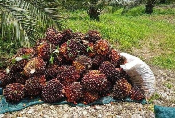 Harga TBS Sawit Aceh Timur Periode 12–25 Agustus 2026 Capai Rp3.732 per Kg