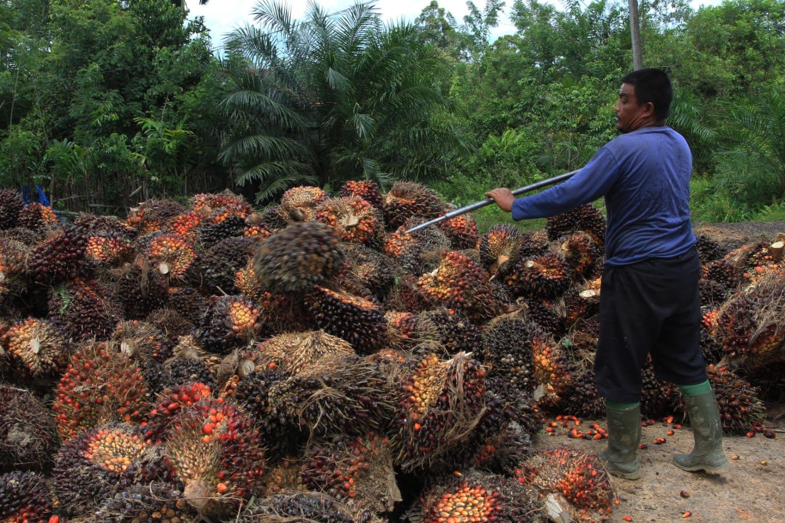 Periode 12–25 Agustus 2026, Harga TBS Sawit Aceh Barat Capai Rp3.702 per Kg