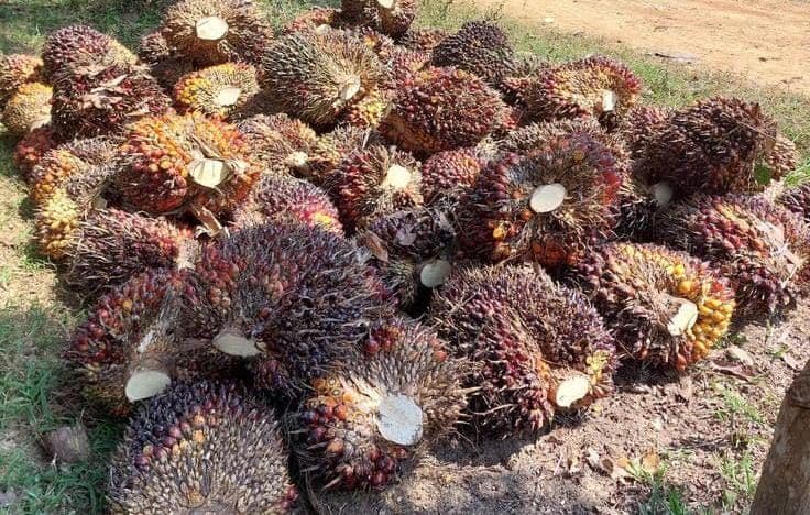 Harga TBS Sawit Sumut Turun hingga Rp35 per Kg, Berlaku 12-18 Agustus 2026