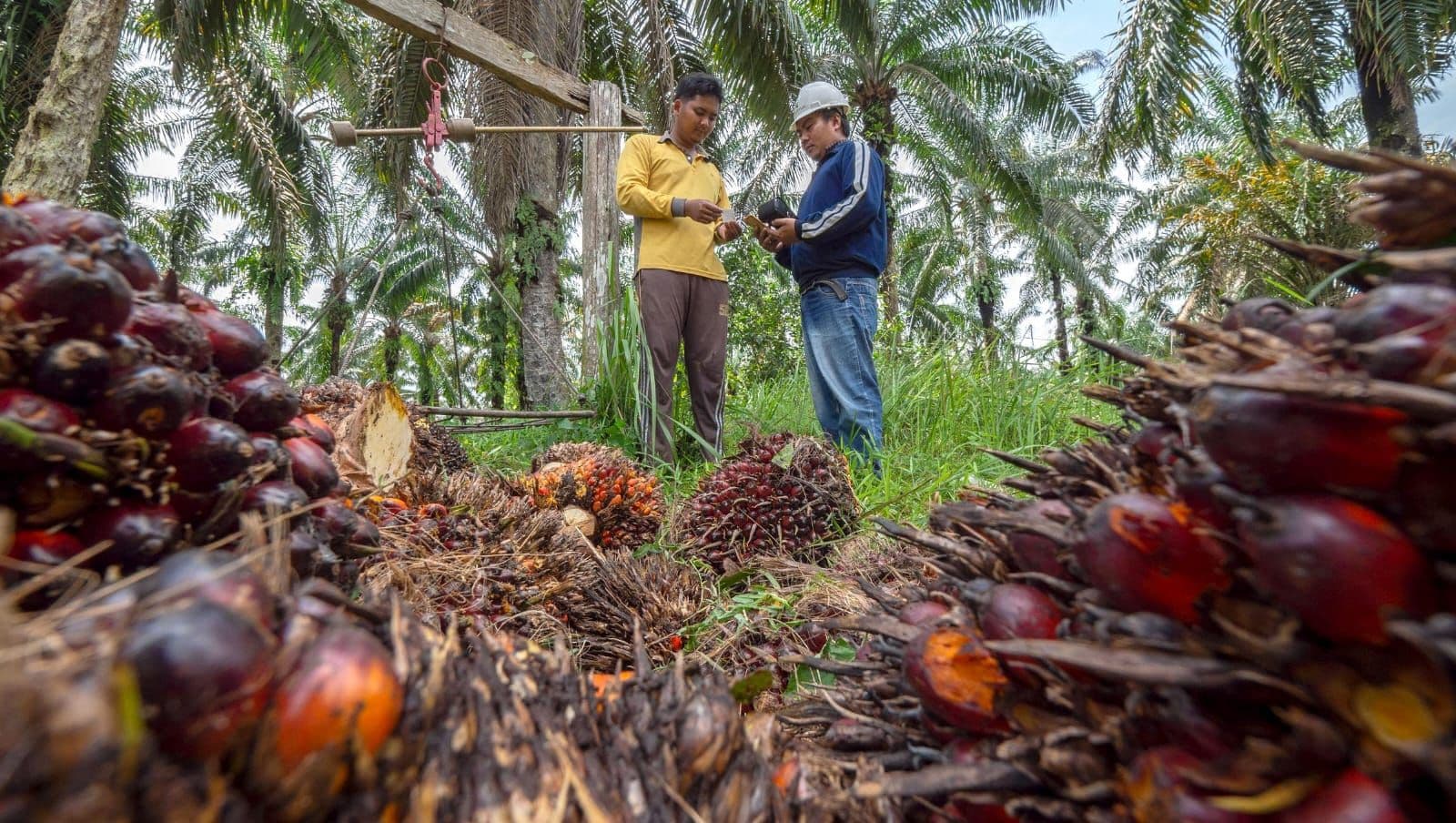 Harga TBS Petani Tertekan, Gapki Dorong Pembentukan Kelembagaan Swadaya
