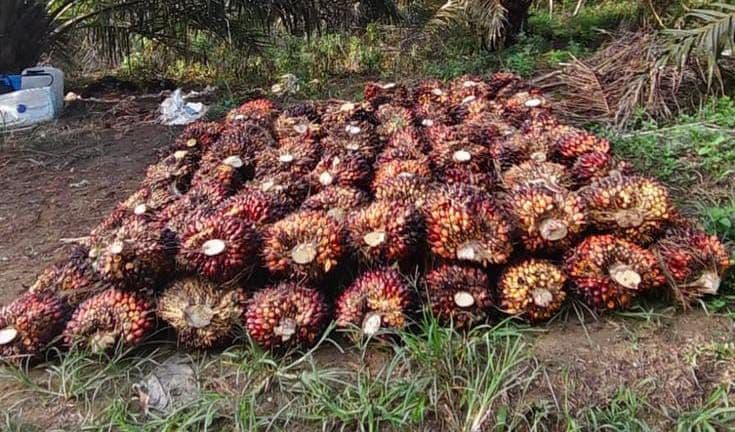 Harga TBS Sawit Kaltim Periode 1–15 Agustus 2026 Capai Rp3.561,69 per Kg