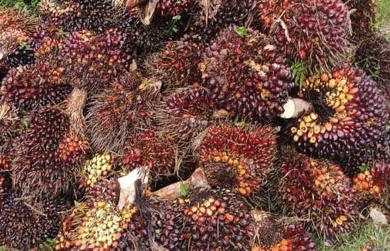 Harga TBS Sawit Jambi Turun Rp32,15 per Kg, Jadi Rp3.879,38
