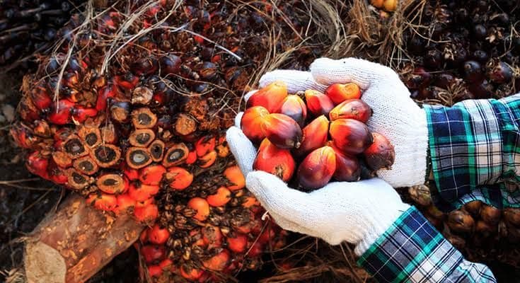 CPO Malaysia Tembus Level Tertinggi Sejak April, Pasar Dibayangi Stok dan Ekspor