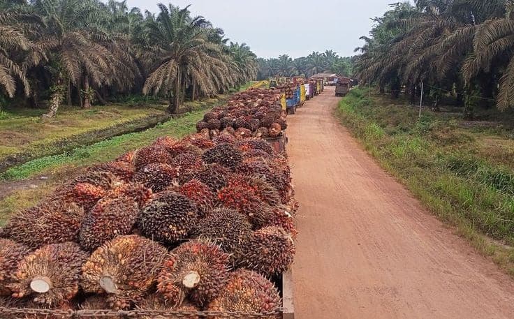 Petani Sawit Tak Cukup Hanya Berkebun, Kelembagaan Harus Diperkuat
