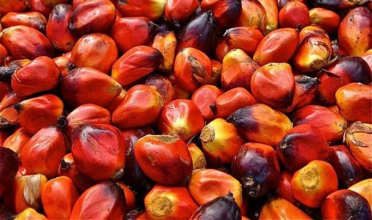 Daftar Harga TBS Kelapa Sawit Mitra Plasma Babel 16-31 Agustus 2026