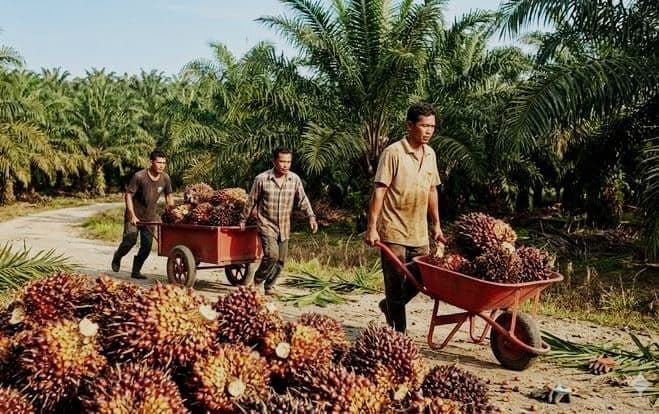 Harga TBS Papua Periode 1–15 Agustus 2026 Turun