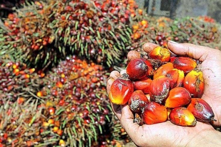 Harga CPO Global Berpeluang Tembus Rp5.000 Ringgit, El Nino dan Deepawali Jadi Penopang