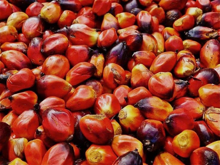 Harga TBS Kelapa Sawit Kemitraan Plasma Provinsi Riau Turun Rp57,19 per Kilogram
