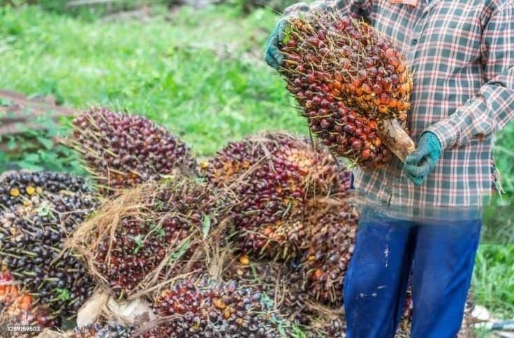 Harga TBS Riau Periode 19–25 Agustus 2026 Kembali Turun