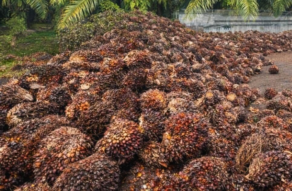Harga TBS Kelapa Sawit Mitra Plasma Kalimantan Tengah Periode I Agustus 2026