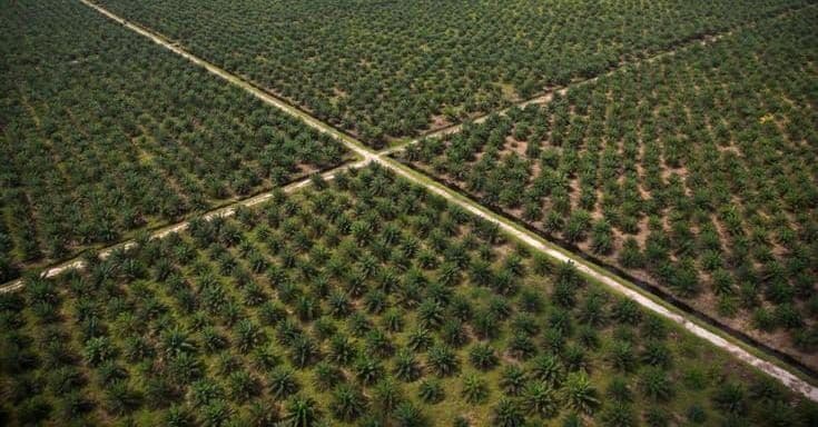 PSR Kalbar Tembus Rp824,1 Miliar, Jangkau 11.412 Pekebun