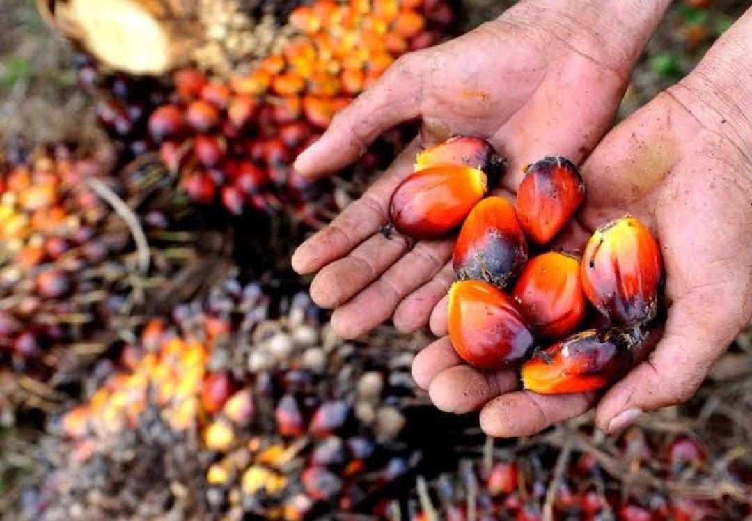Harga TBS Sawit Gorontalo Agustus 2026 Tembus Rp3.202 per Kg