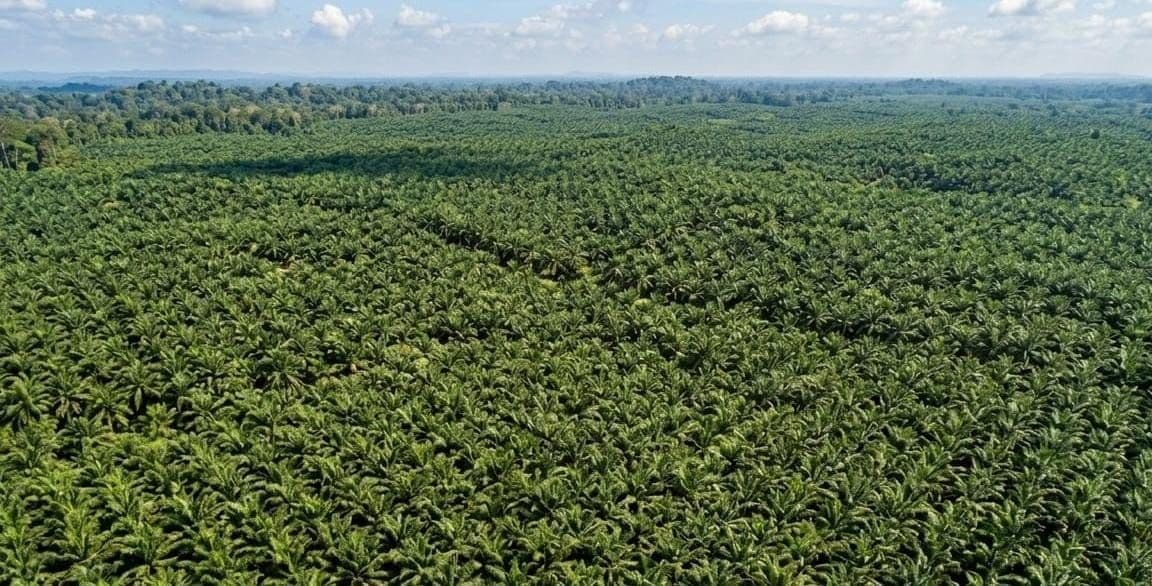 Indonesia Siap Hadapi EUDR, IEU-CEPA Ditargetkan Berlaku Awal 2027