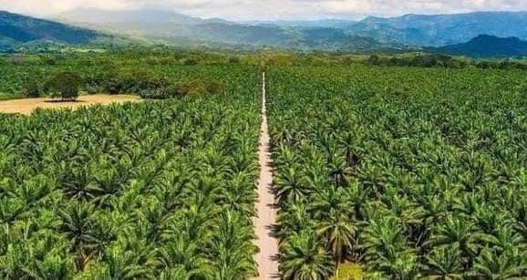 BMKG Prediksi Curah Hujan Sentra Sawit Rendah hingga Menengah pada September-November 2026
