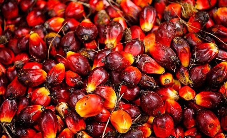 Harga TBS Sawit Sulsel Agustus 2026 Tembus Rp3.357 per Kg