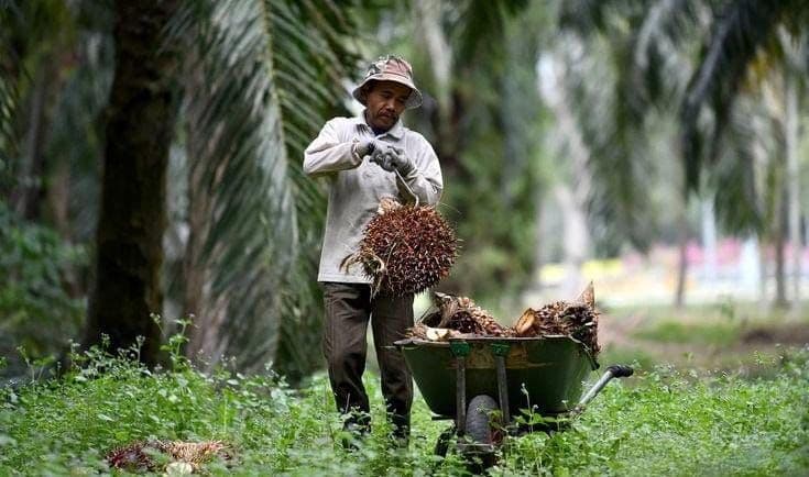 DBH Sawit Dinilai Perlu Diperjelas, Petani Swadaya Harus Jadi Prioritas