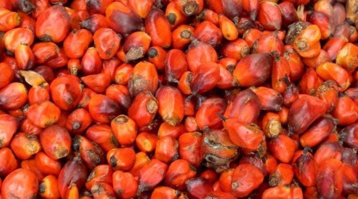 Harga CPO dan Kernel Naik, Harga TBS Sawit Swadaya Riau Periode 26 Agustus–1 September 2026 Ikut Menguat