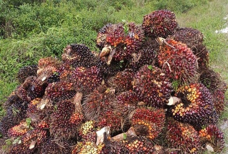 Daftar Harga TBS Bengkulu Periode 1–15 September 2026