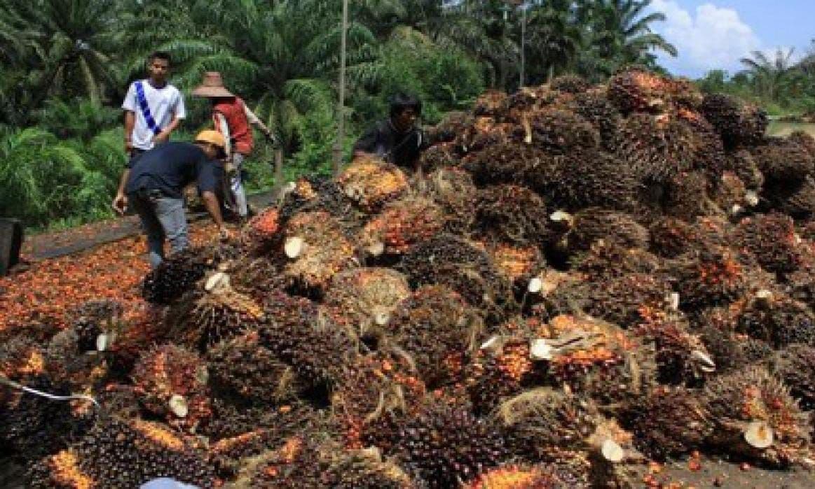 Harga TBS Sawit Kalbar Periode 23–31 Agustus 2026 Ditetapkan, Umur 10–20 Tahun Rp3.667,18 per Kilogram