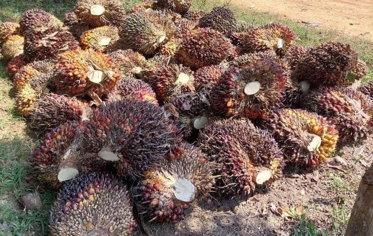 Harga TBS Sawit 22 Provinsi Periode 31 Agustus–6 September 2026, Sumut Tertinggi Rp4.056 per Kg