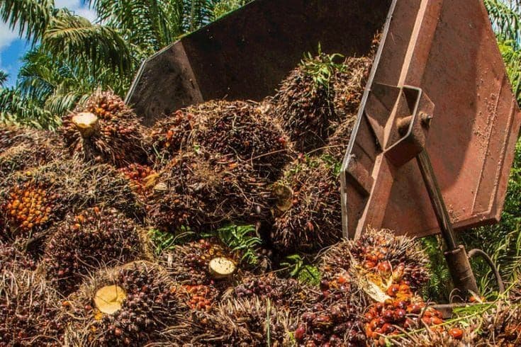 Harga TBS Sawit Plasma Riau Naik, Umur 9 Tahun Capai Rp3.994 per Kg