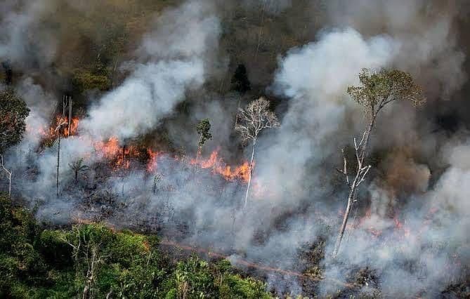 Wajarkah Tanah Bekas Kebakaran Langsung Ditanami Sawit?