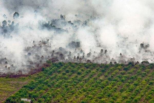 GAPKI: Kebakaran di Kebun Sawit Bukan Jalan untuk Replanting