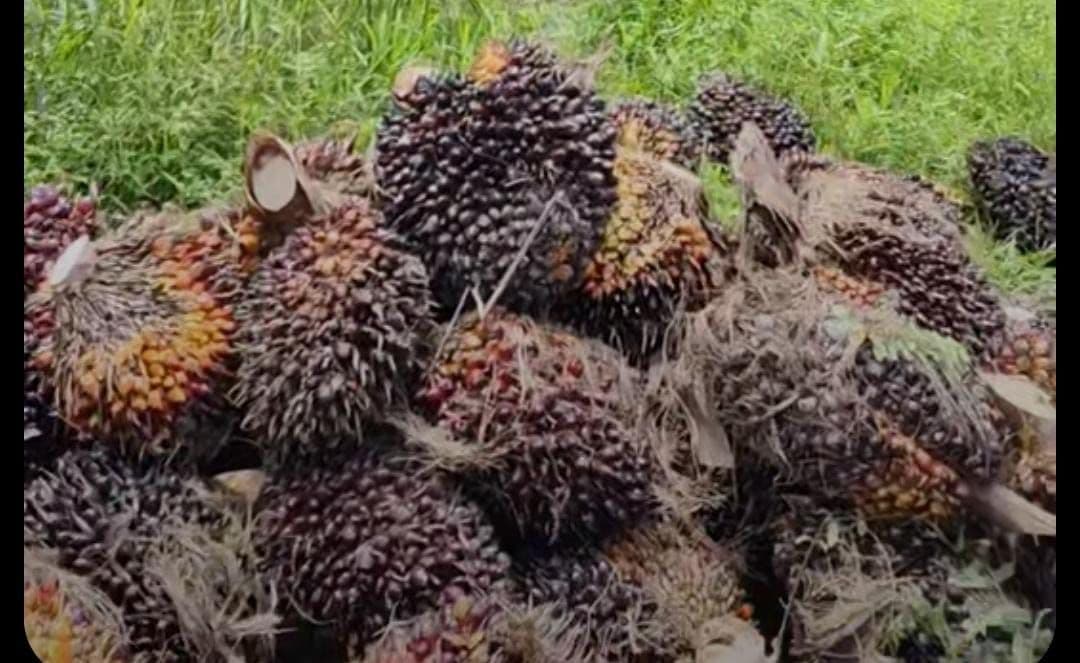 Daftar Harga TBS Sawit Sulawesi Barat Periode September, Tertinggi Rp3.479,66 per Kg