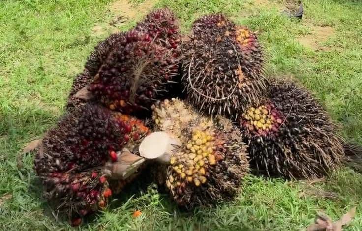 Periode 16–22 September 2026 Harga TBS Sawit Plasma Riau Koreksi Tipis, Per Kg Turun Rp17,54