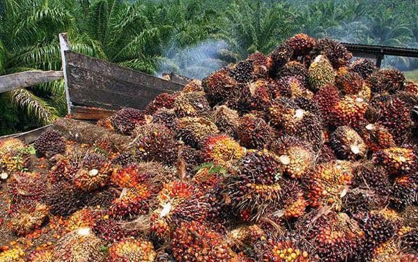 Harga TBS Sawit Kaltim Turun untuk Periode 1–15 September