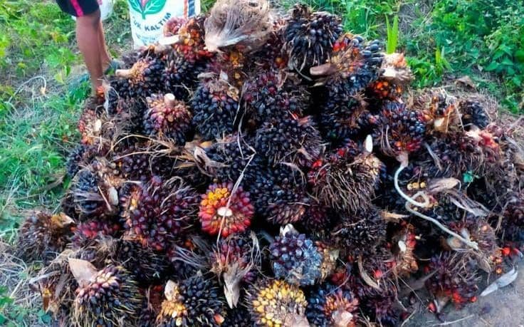 Harga TBS Sawit Swadaya Banten Periode 15–30 September 2026, Tertinggi Rp2.963/Kg