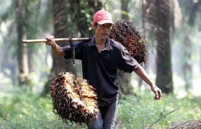 Petani Dinilai Jadi Kunci Masa Depan Industri Sawit Indonesia