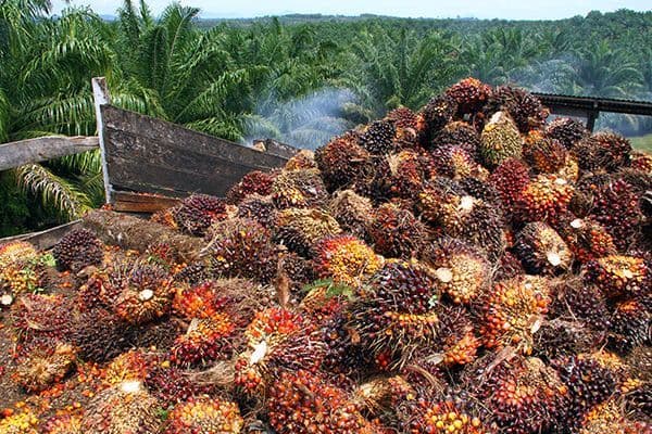 Harga TBS Nasional Masih di Atas Estimasi Paritas, Plasma 27,8 Persen Lebih Tinggi
