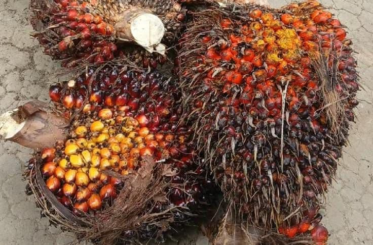 Harga TBS Petani Plasma Papua Barat September 2026 Capai Rp3.239 per Kg