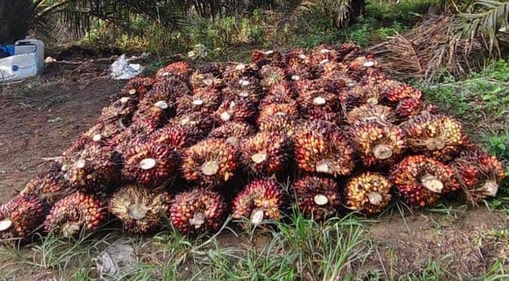 Harga TBS Sawit Sumatera Barat Periode 22–30 September 2026 Naik hingga Rp3.987 per Kg