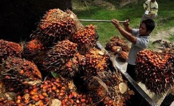 Harga TBS Plasma Kalimantan Selatan September 2026 Periode 2 Mengalami Kenaikan