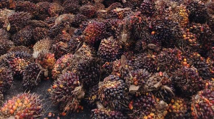 Harga TBS Sawit Jambi Periode 25 September–1 Oktober 2026, Umur 10–20 Tahun Turun Rp6,22