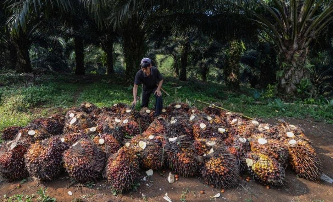 Daftar Harga TBS Kalbar Periode III September 2026, Tertinggi Tembus Rp3.669,88/Kg