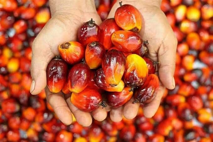 Harga TBS Sawit Kaltara Periode I Oktober 2026 Ditetapkan, Tertinggi Rp3.485 per Kg