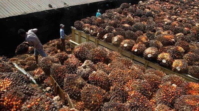 Kaltim Bidik Kesetaraan Harga TBS Pekebun Swadaya dan Plasma