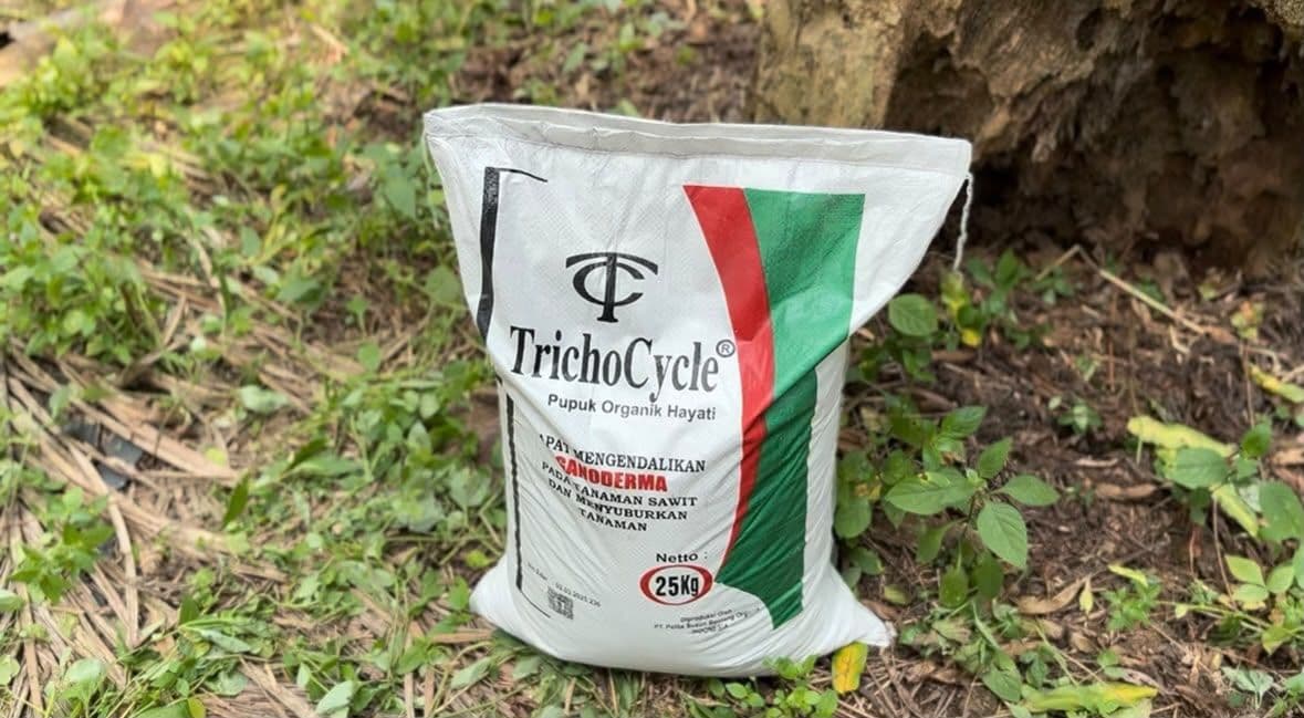 Praktisi Klaim Pulihkan Sawit Terinfeksi Ganoderma, Perubahan Terlihat dalam Hitungan Bulan