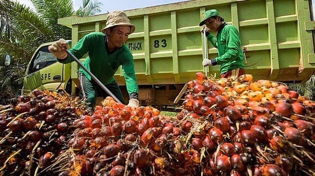 TBS Plasma Sumatera Utara Periode 7–13 Oktober 2026 Turun, Harga Tertinggi Rp3.636 per Kilogram