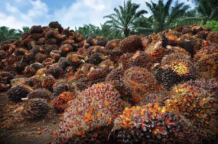 Periode 7–13 Oktober 2026: Harga TBS Sawit Swadaya Sumut Juga Turun