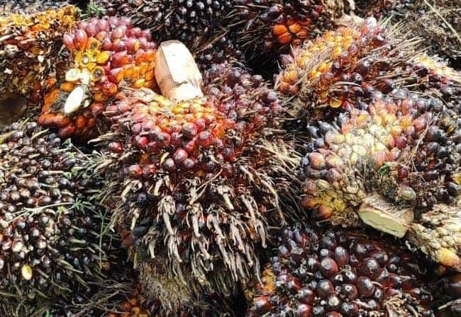 Harga Kopi hingga Sawit Mengerek Nilai Tukar Petani Aceh 0,90 Persen