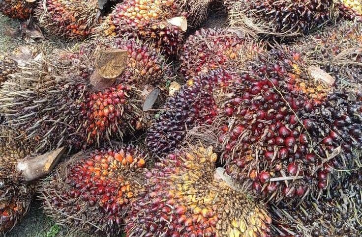 Harga TBS Sawit Kalsel Periode I Oktober 2026 Turun, Umur 10–20 Tahun Rp3.767 per Kg