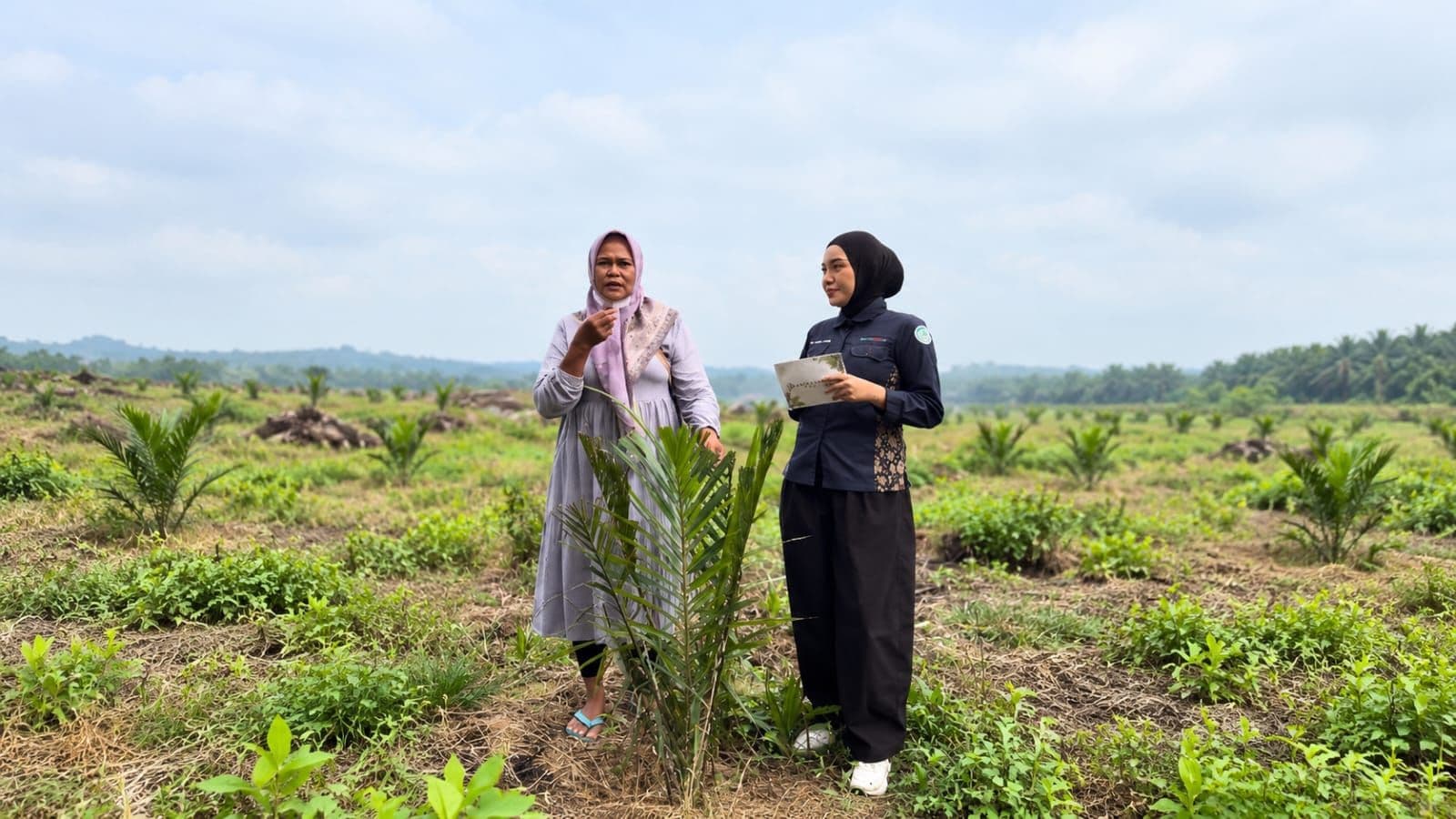 Dari Kebun Tua ke Sawit Muda, Perjalanan Petani Rohil Menjemput Harapan