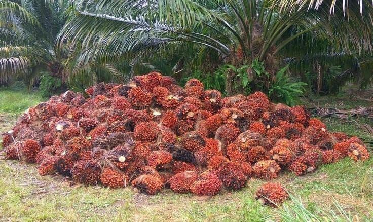 Periode 14-20 Oktober 2026: Harga TBS Sawit Swadaya Riau Turun Rp129 per Kg, Kernel Anjlok Lebih dari Rp1.200