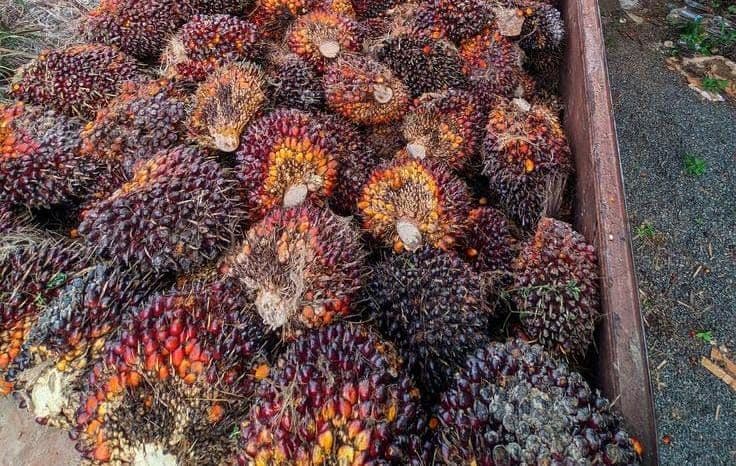 Harga TBS Sawit Sulawesi Barat Oktober 2026, Usia 10–20 Tahun Rp 3.455 per Kg