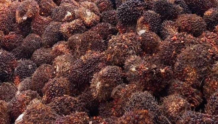 Harga TBS Sawit Bengkulu Periode 16–31 Oktober 2026, Umur 10 Tahun Tembus Rp 3.273 per Kg